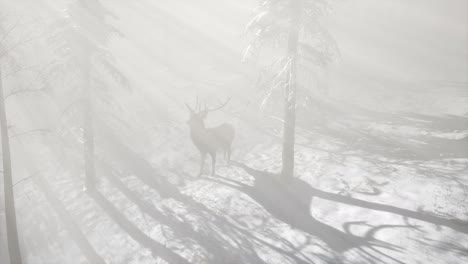 Proud-Noble-Deer-Male-in-Winter-Snow-Forest